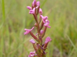 Disa stachyoides spurs